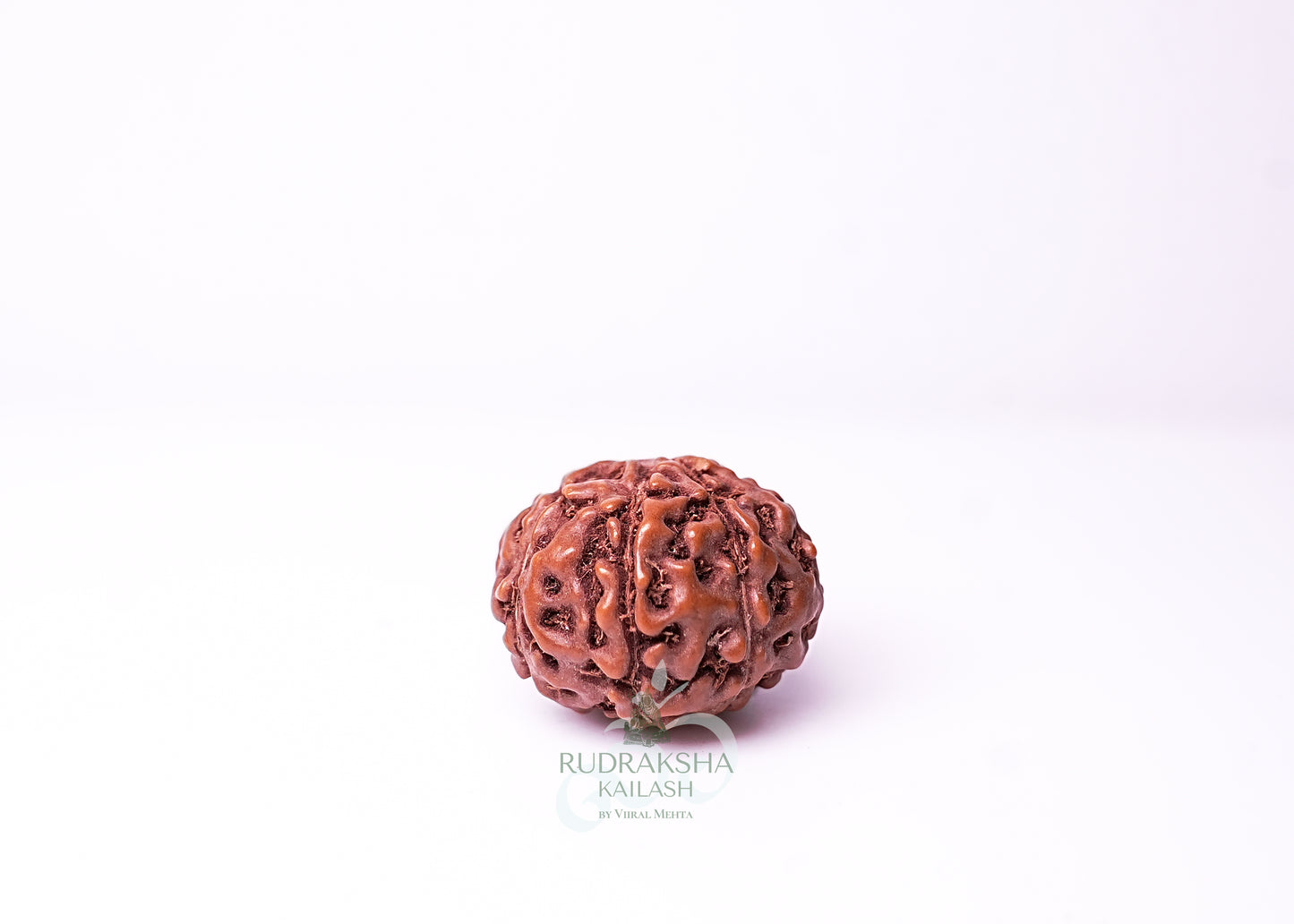 9 Mukhi Indonesian Rudraksha - 0902