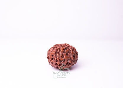 9 Mukhi Indonesian Rudraksha - 0902