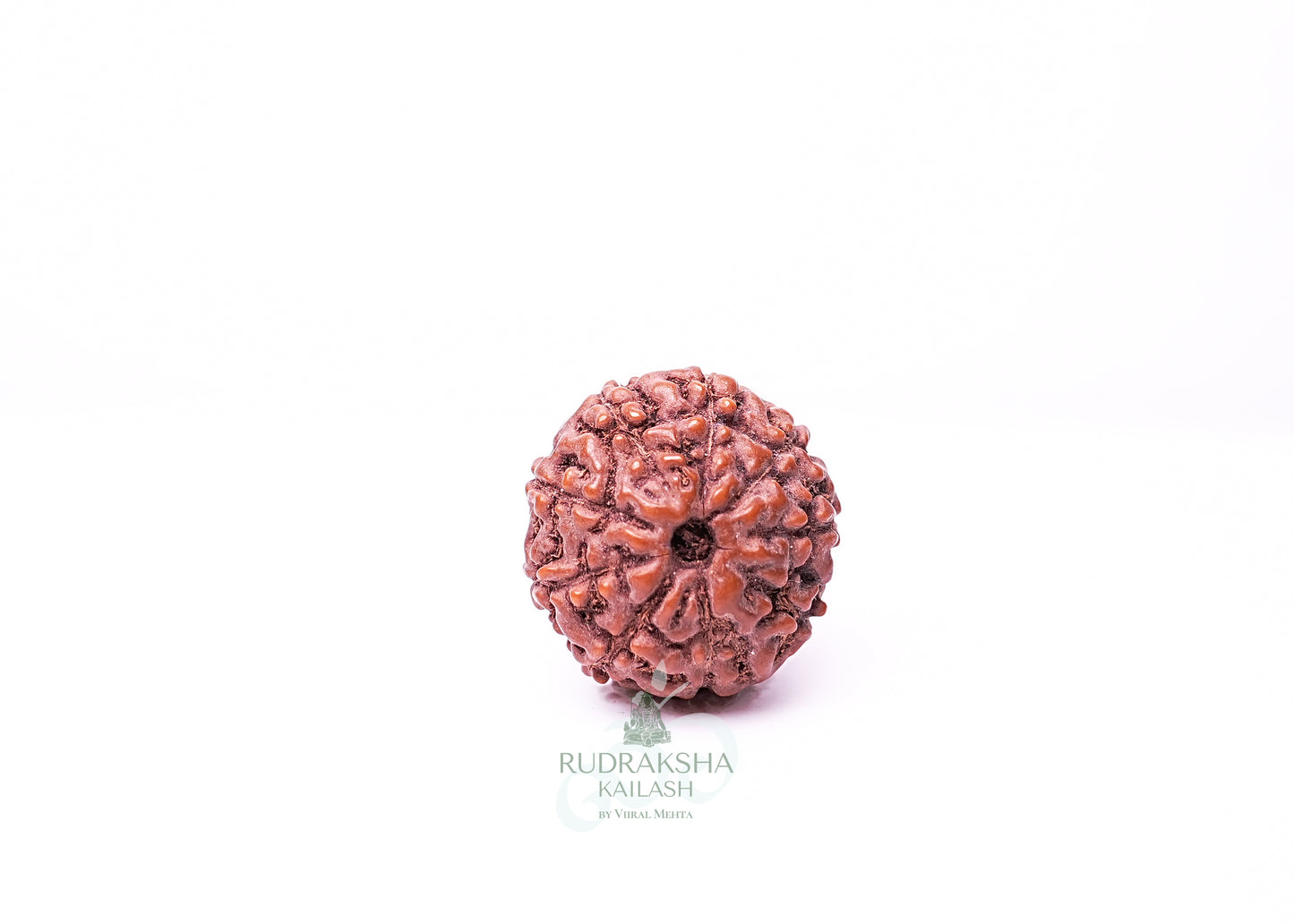 9 Mukhi Indonesian Rudraksha - 0903