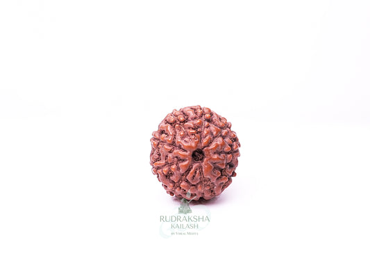 9 Mukhi Indonesian Rudraksha - 0903
