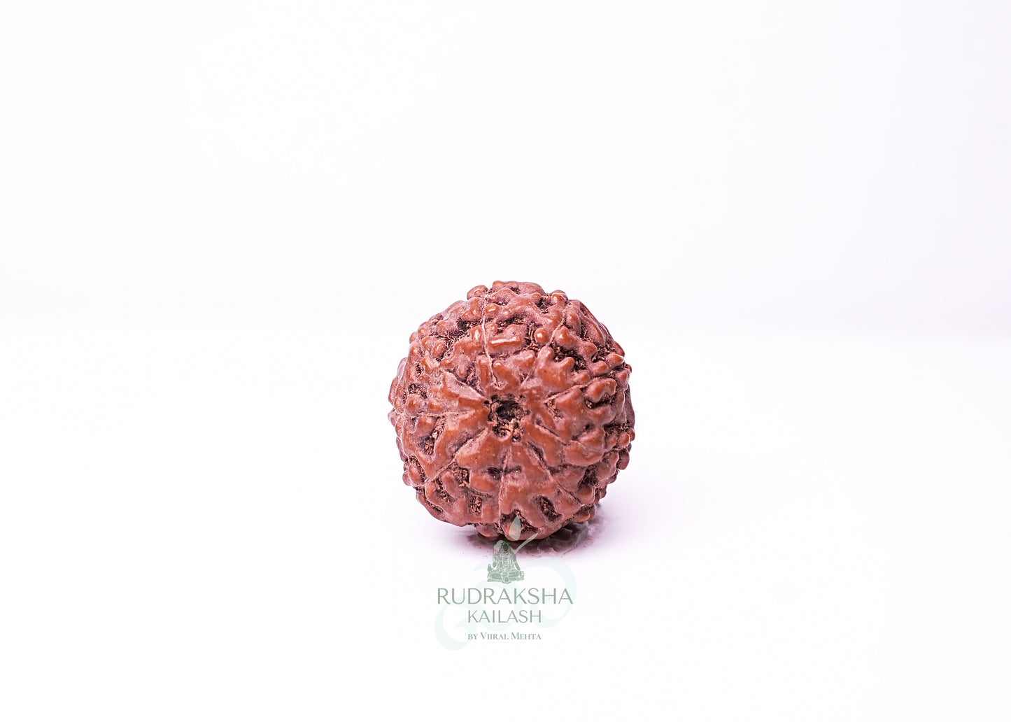 9 Mukhi Indonesian Rudraksha - 0903