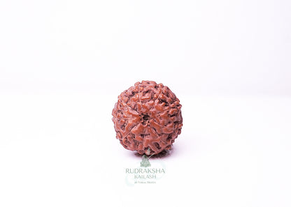 9 Mukhi Indonesian Rudraksha - 0903