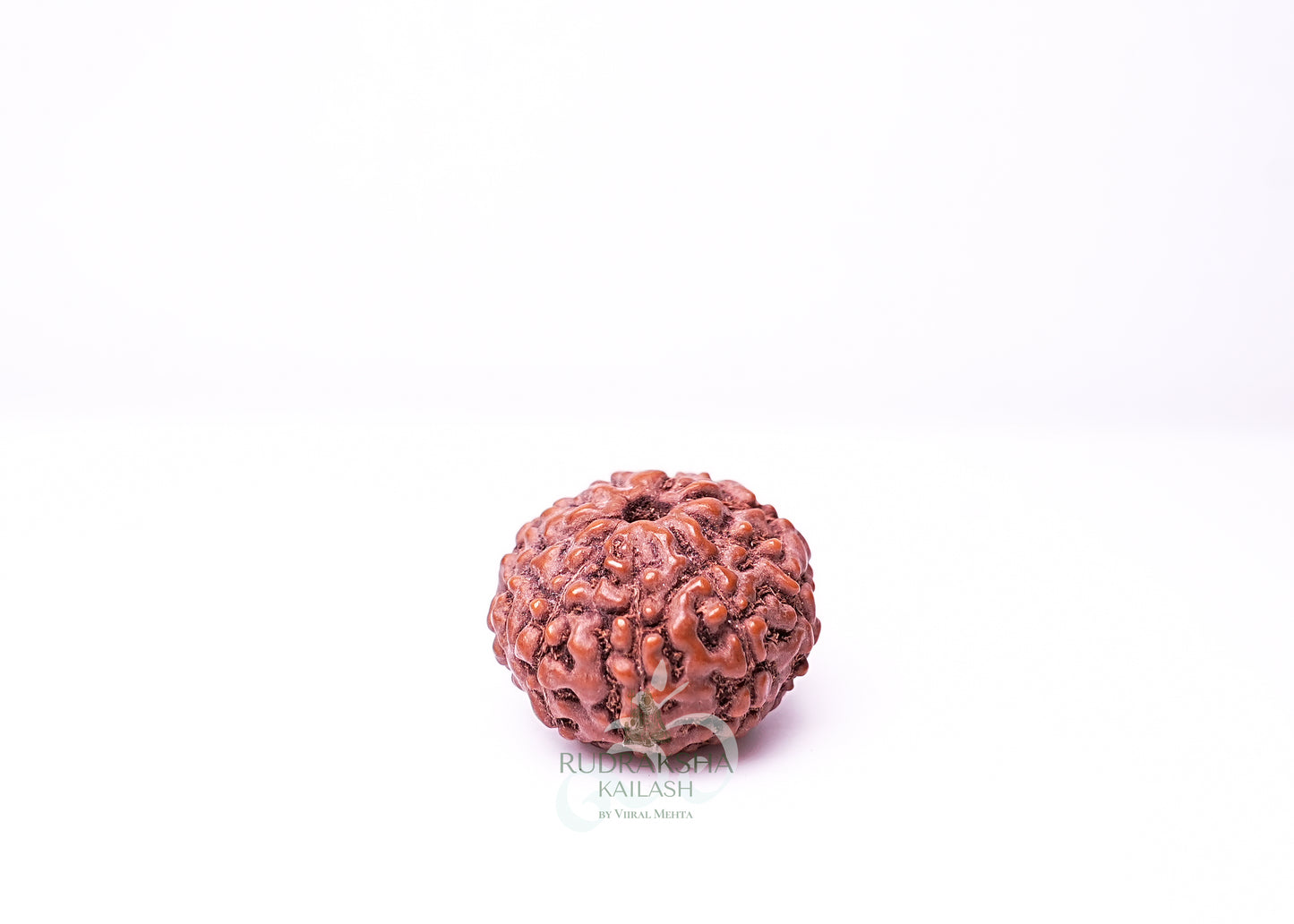 9 Mukhi Indonesian Rudraksha - 0903