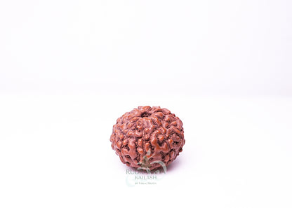 9 Mukhi Indonesian Rudraksha - 0903