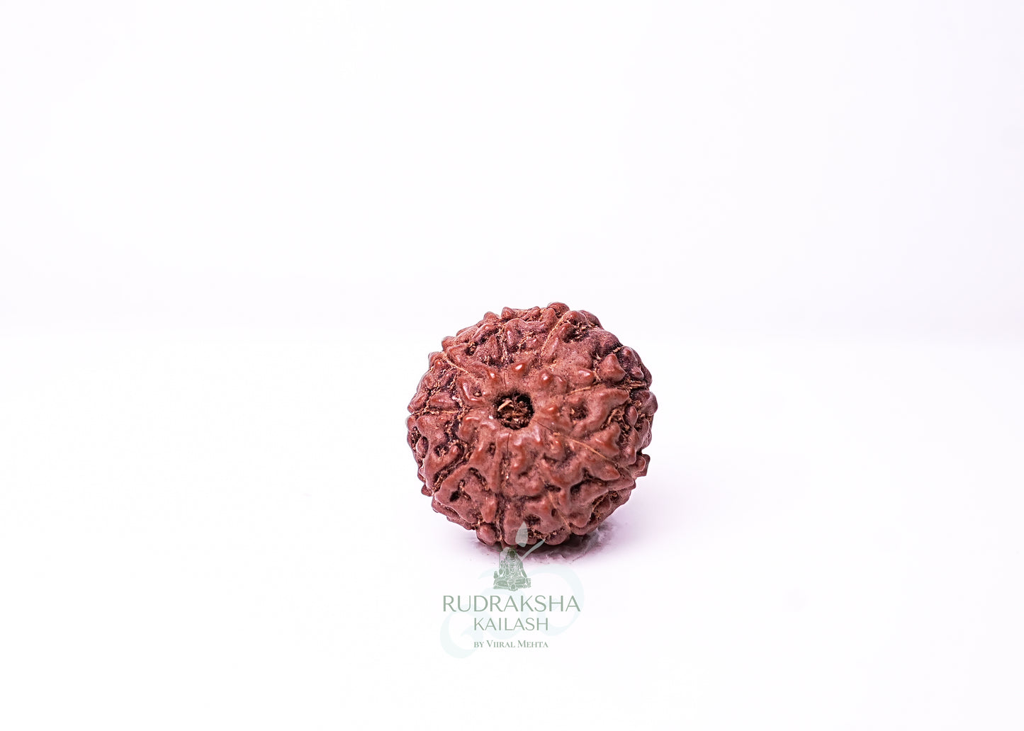 9 Mukhi Indonesian Rudraksha - 0904