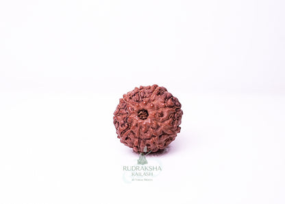 9 Mukhi Indonesian Rudraksha - 0904