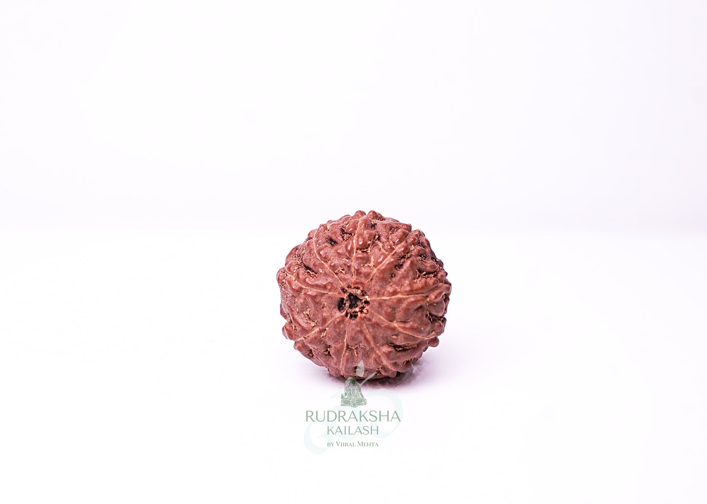 9 Mukhi Indonesian Rudraksha - 0904