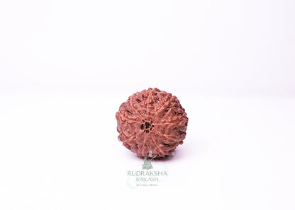 9 Mukhi Indonesian Rudraksha - 0904