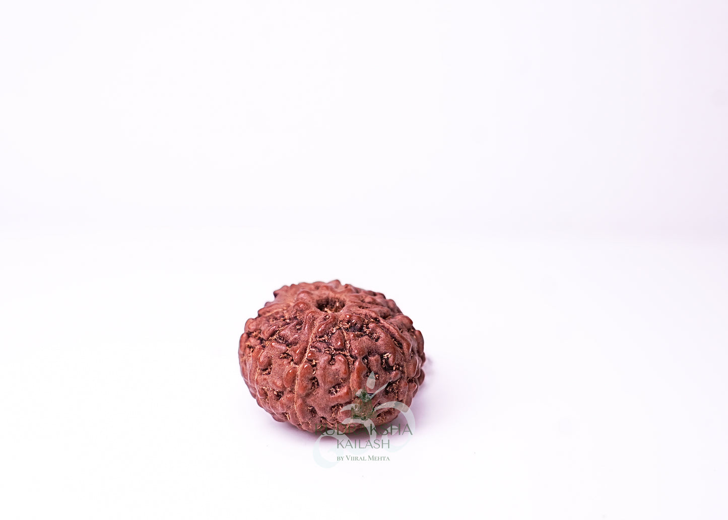9 Mukhi Indonesian Rudraksha - 0904