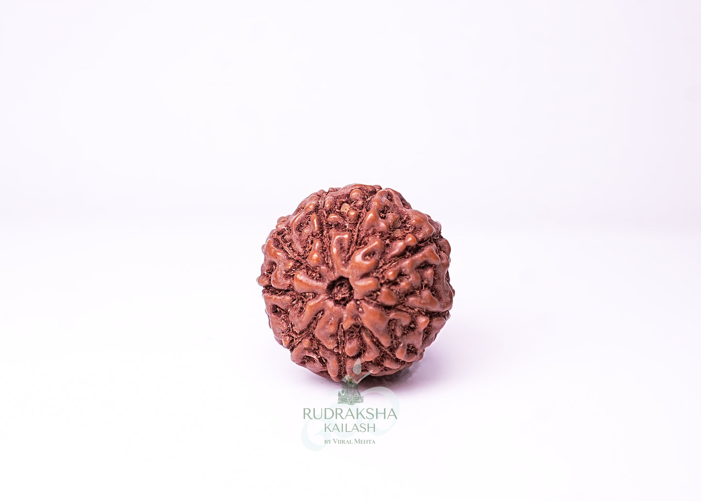 9 Mukhi Indonesian Rudraksha - 0905