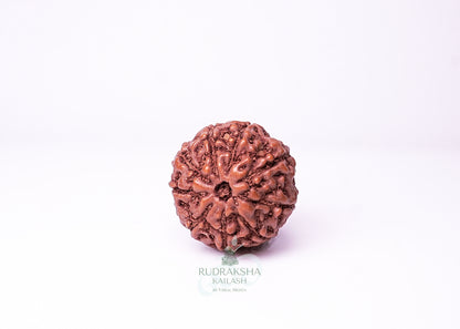 9 Mukhi Indonesian Rudraksha - 0905