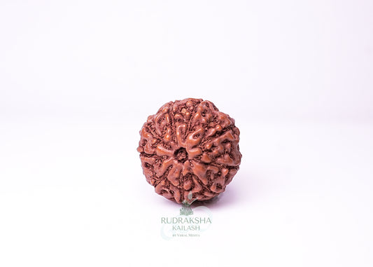 9 Mukhi Indonesian Rudraksha - 0905