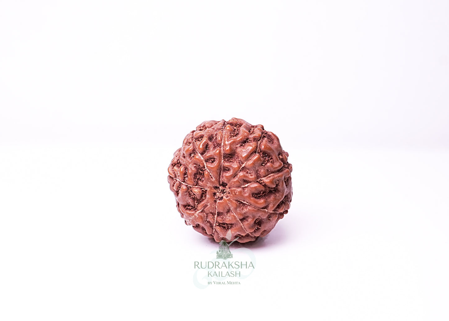 9 Mukhi Indonesian Rudraksha - 0905
