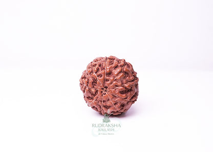 9 Mukhi Indonesian Rudraksha - 0905