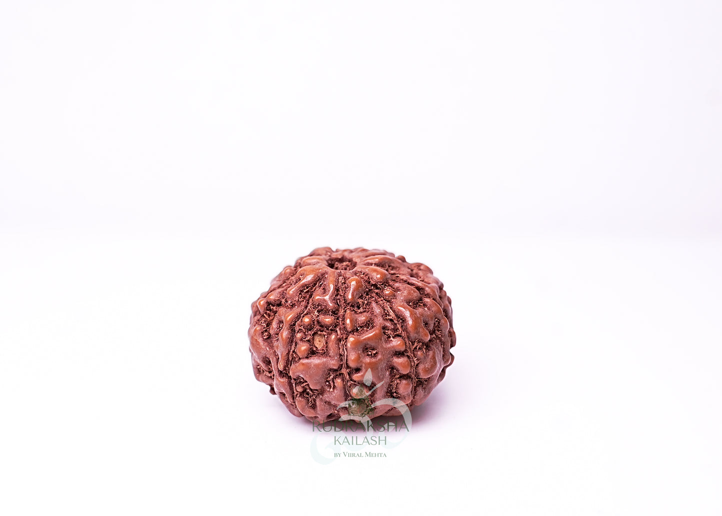 9 Mukhi Indonesian Rudraksha - 0905