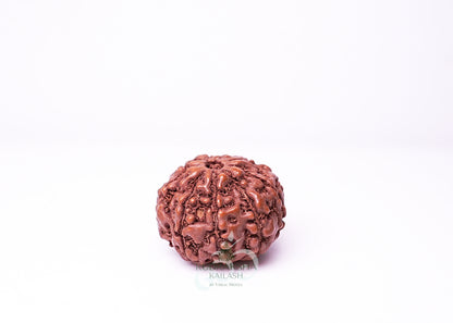 9 Mukhi Indonesian Rudraksha - 0905