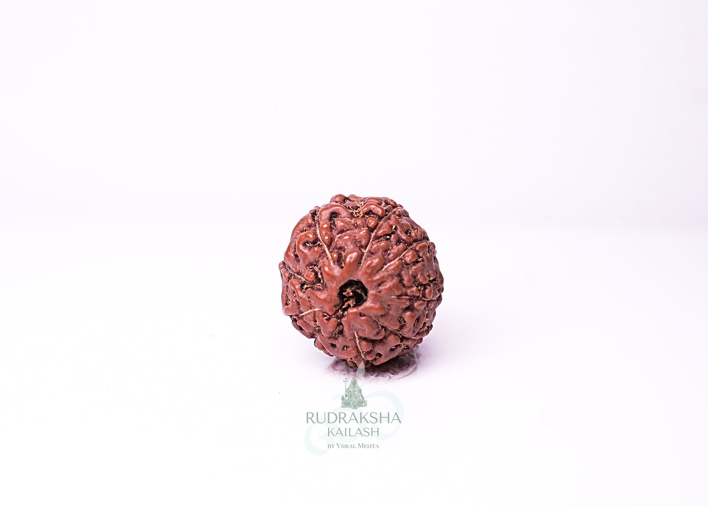 9 Mukhi Indonesian Rudraksha - 0910