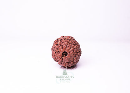 9 Mukhi Indonesian Rudraksha - 0910