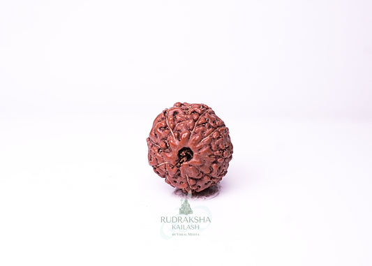9 Mukhi Indonesian Rudraksha - 0910