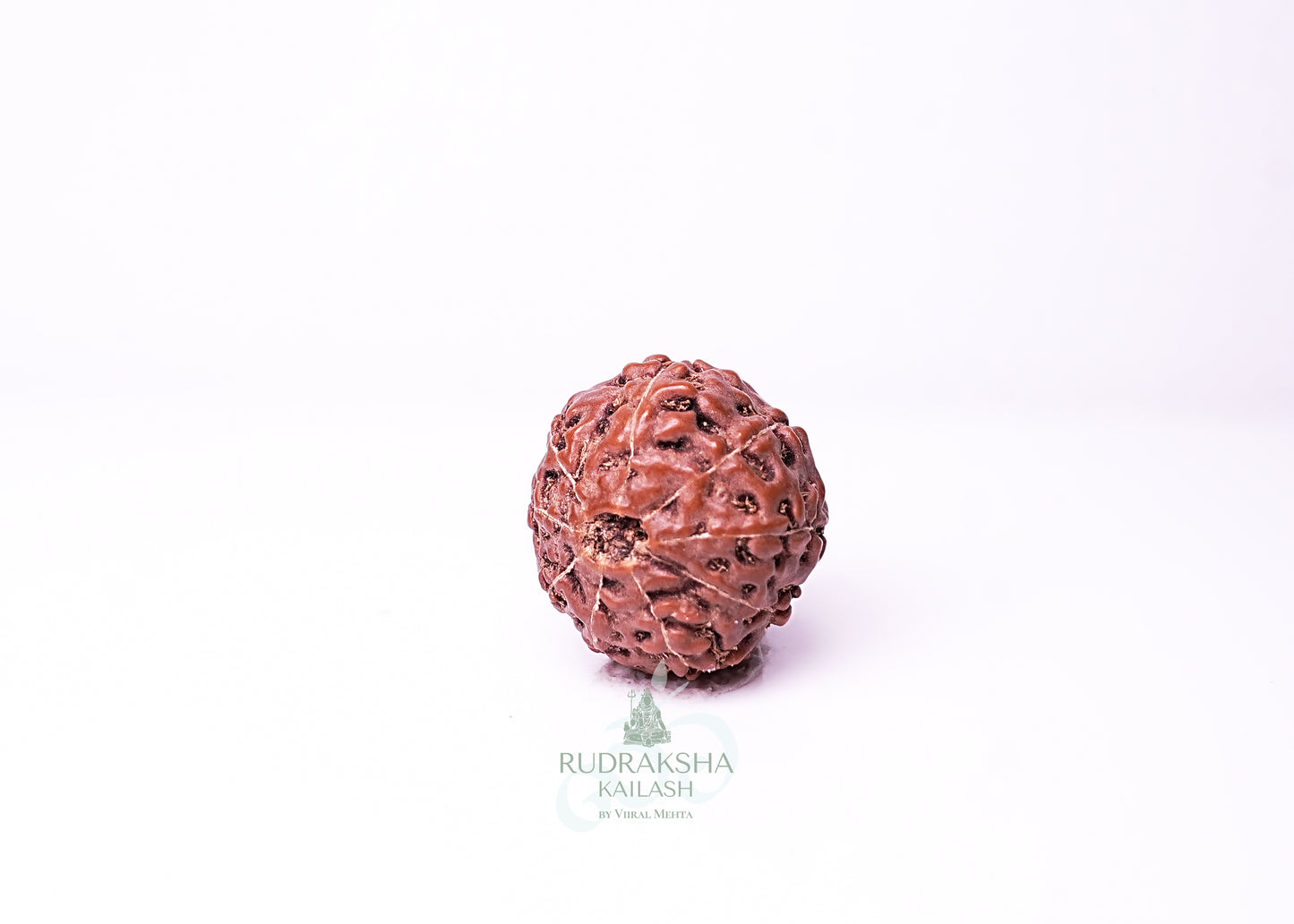 9 Mukhi Indonesian Rudraksha - 0910