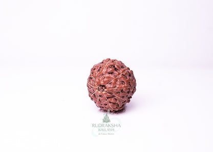 9 Mukhi Indonesian Rudraksha - 0910