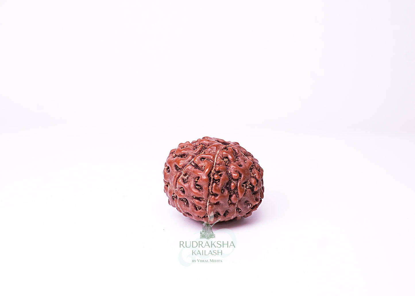 9 Mukhi Indonesian Rudraksha - 0910