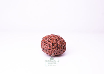 9 Mukhi Indonesian Rudraksha - 0910
