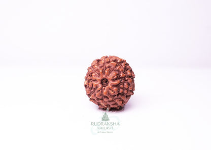 9 Mukhi Indonesian Rudraksha - 0911