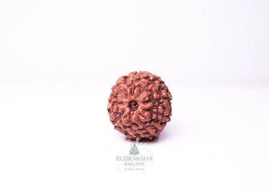 9 Mukhi Indonesian Rudraksha - 0911