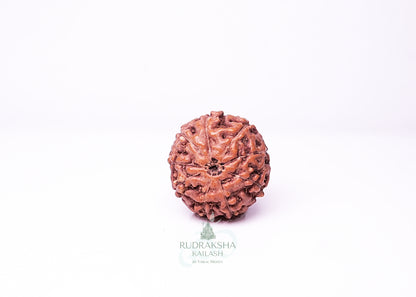 9 Mukhi Indonesian Rudraksha - 0911