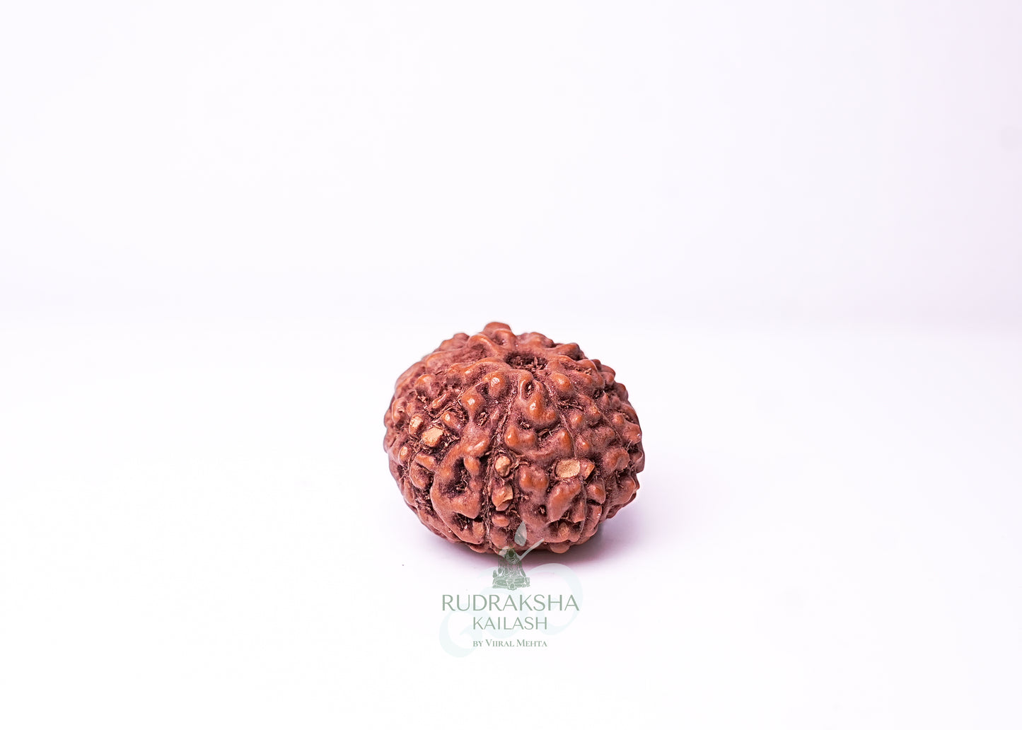 9 Mukhi Indonesian Rudraksha - 0911