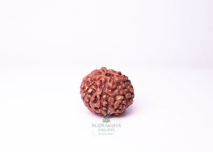 9 Mukhi Indonesian Rudraksha - 0911