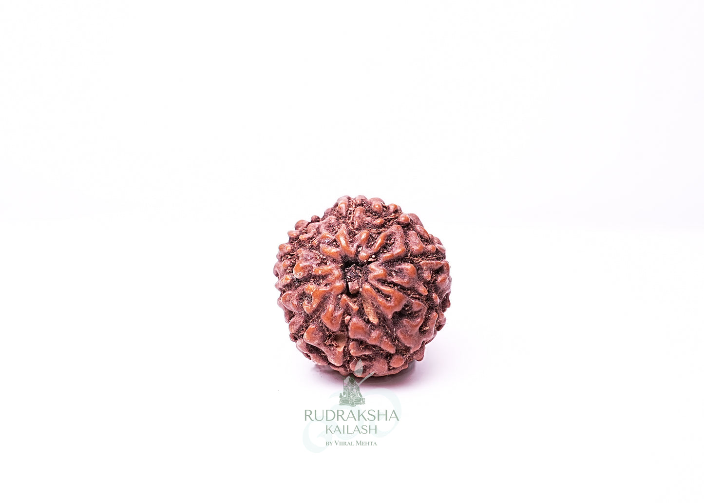 9 Mukhi Indonesian Rudraksha - 0912