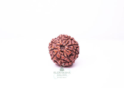 9 Mukhi Indonesian Rudraksha - 0912