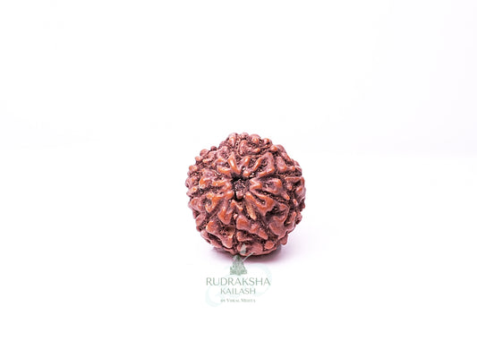 9 Mukhi Indonesian Rudraksha - 0912