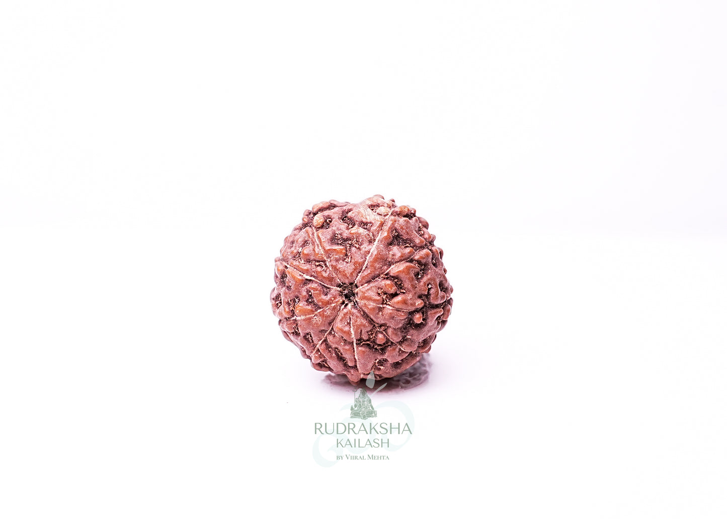 9 Mukhi Indonesian Rudraksha - 0912