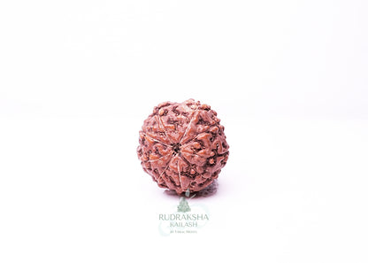 9 Mukhi Indonesian Rudraksha - 0912