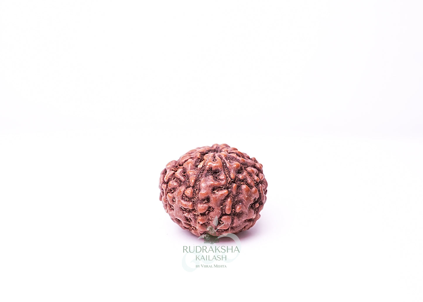9 Mukhi Indonesian Rudraksha - 0912