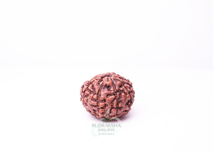 9 Mukhi Indonesian Rudraksha - 0912