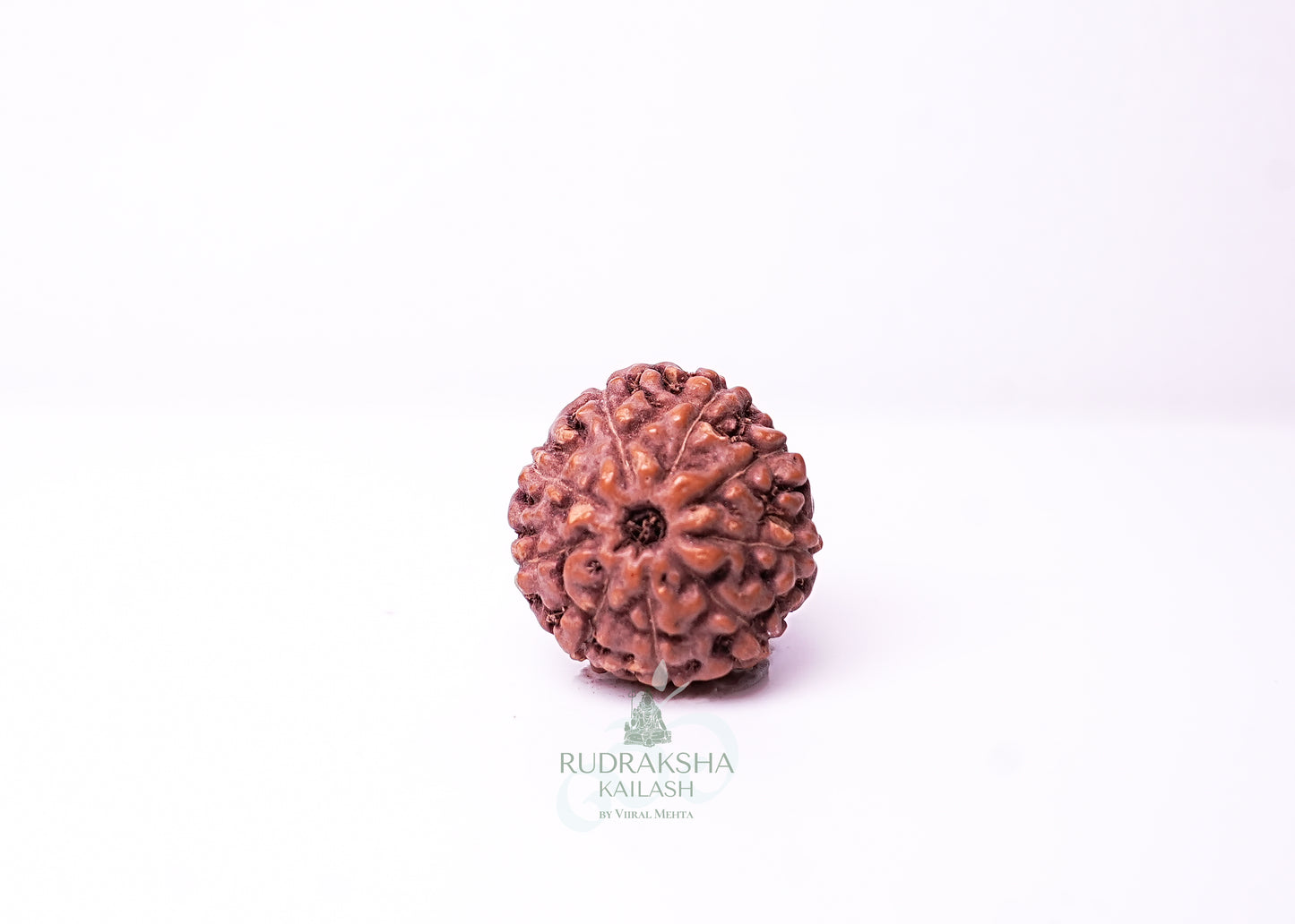 9 Mukhi Indonesian Rudraksha - 0913