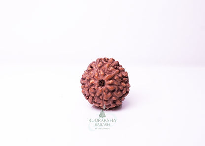9 Mukhi Indonesian Rudraksha - 0913