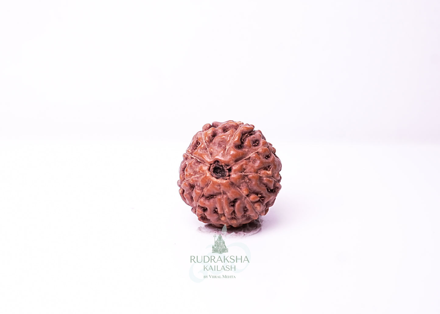 9 Mukhi Indonesian Rudraksha - 0913