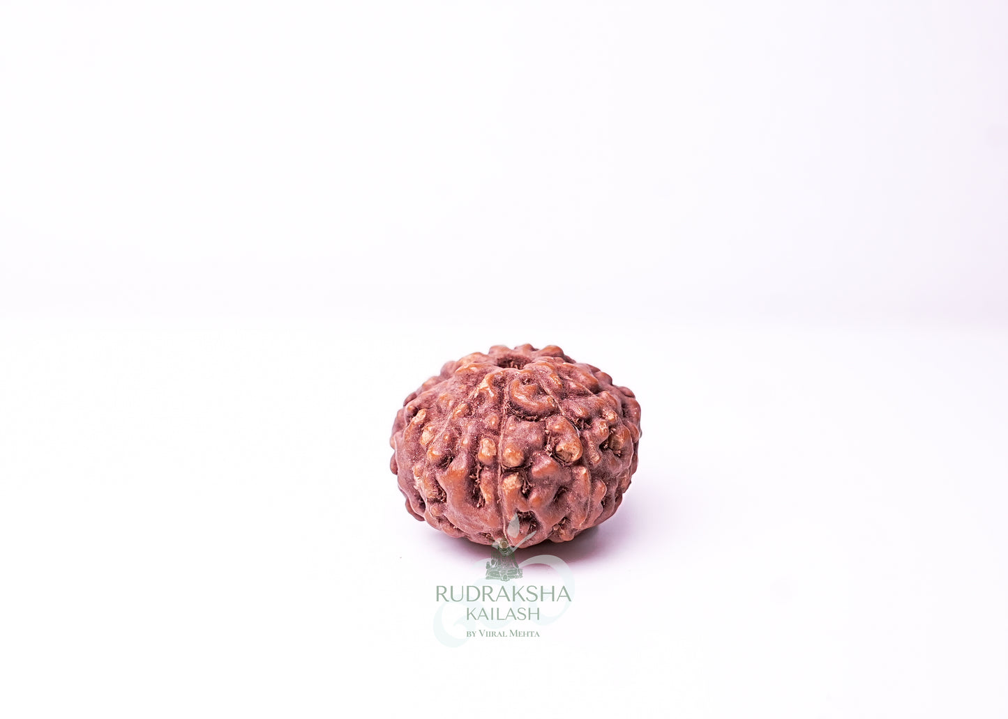 9 Mukhi Indonesian Rudraksha - 0913