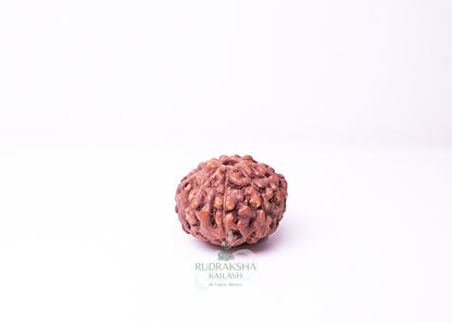 9 Mukhi Indonesian Rudraksha - 0913