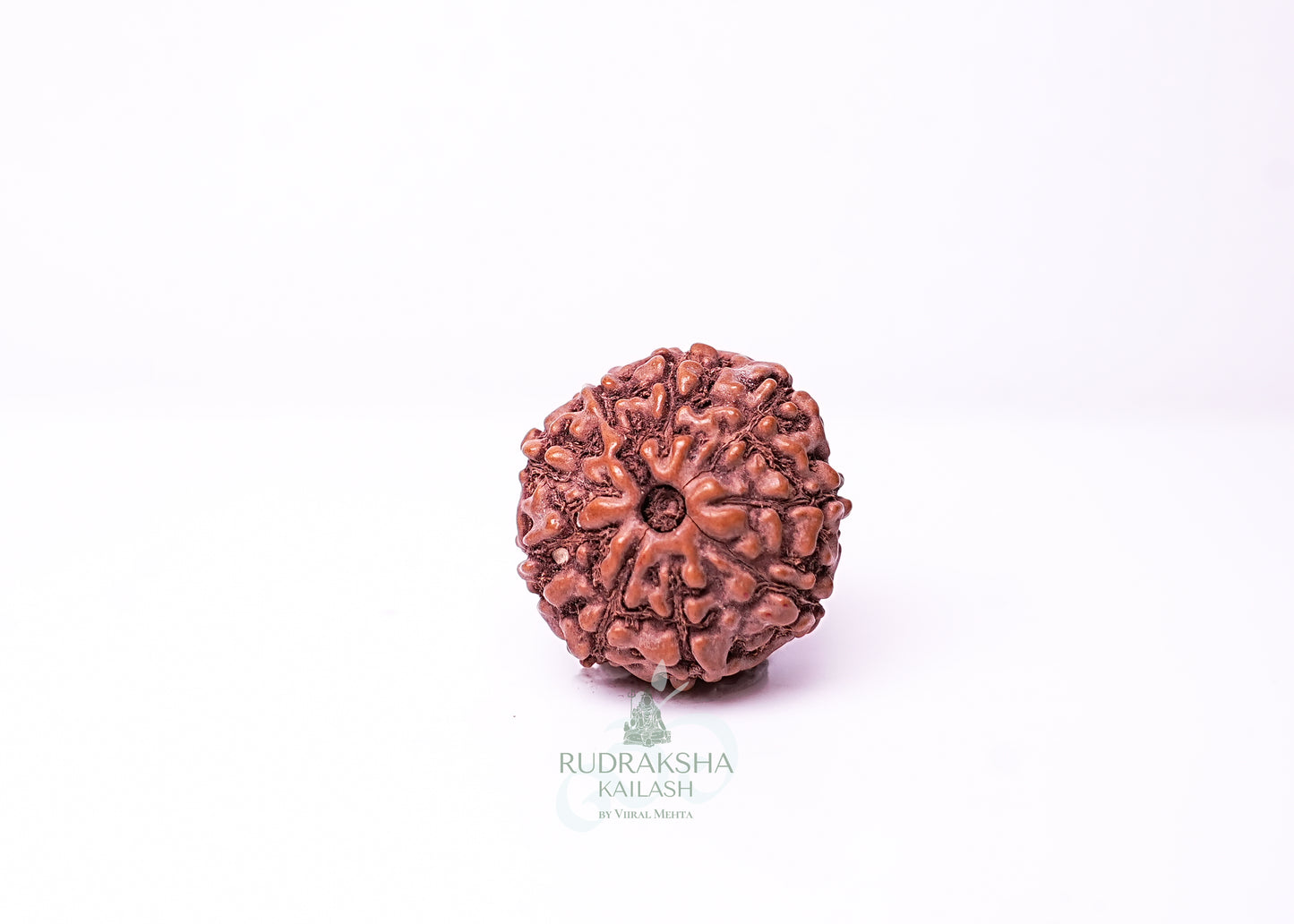 9 Mukhi Indonesian Rudraksha - 0914