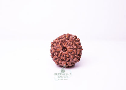 9 Mukhi Indonesian Rudraksha - 0914