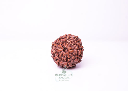 9 Mukhi Indonesian Rudraksha - 0914