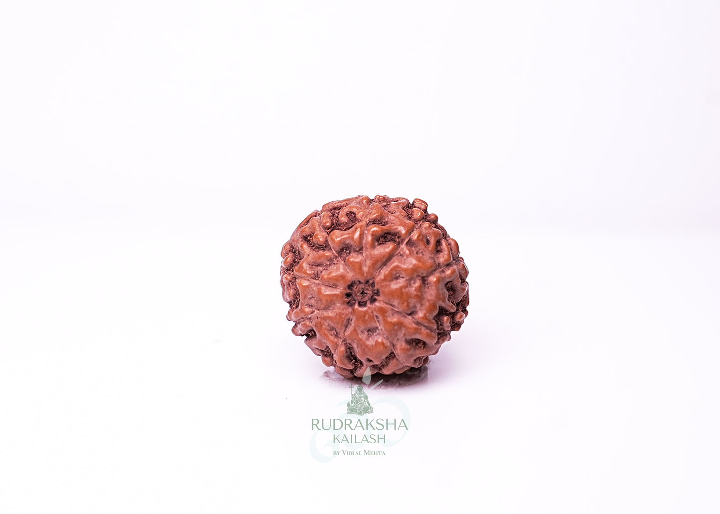 9 Mukhi Indonesian Rudraksha - 0914