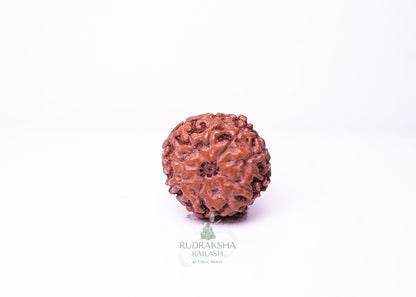 9 Mukhi Indonesian Rudraksha - 0914