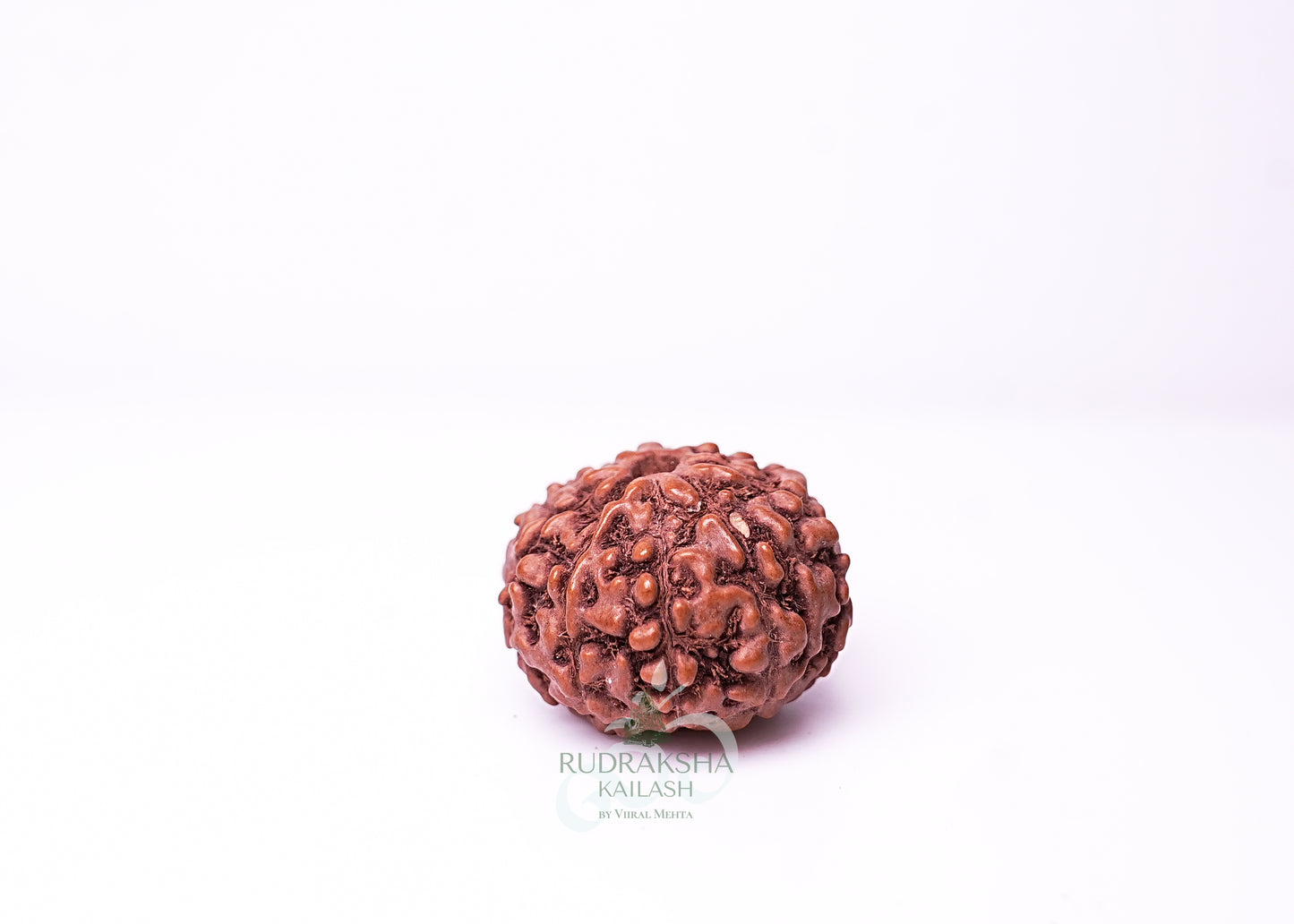 9 Mukhi Indonesian Rudraksha - 0914